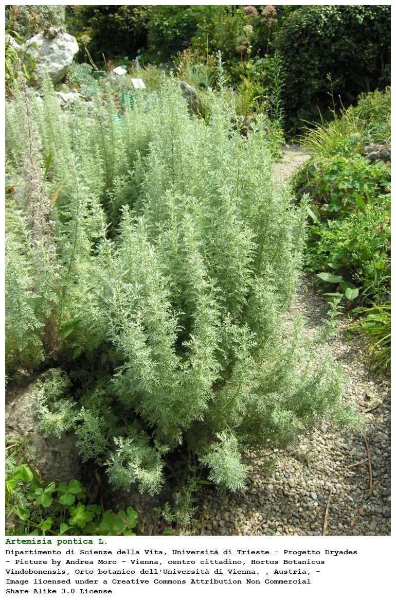 Artemisia pontica L.